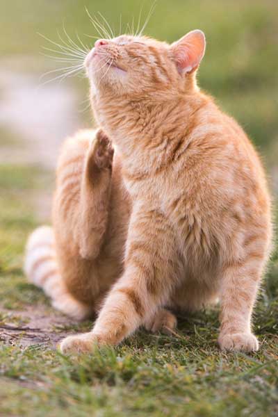 Puces de chats : que faire ?